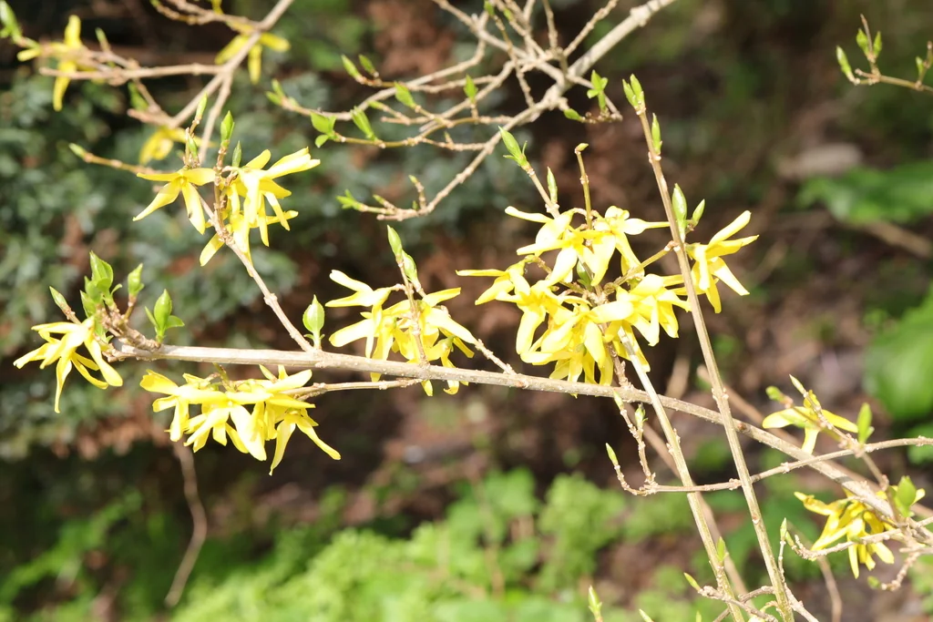 Forsythia x intermedia