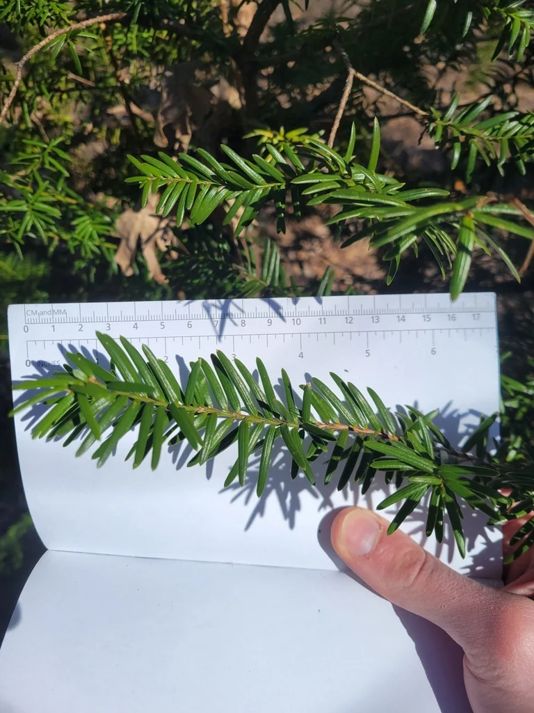 Taxus Cuspidata