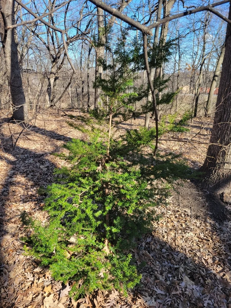 Taxus Cuspidata