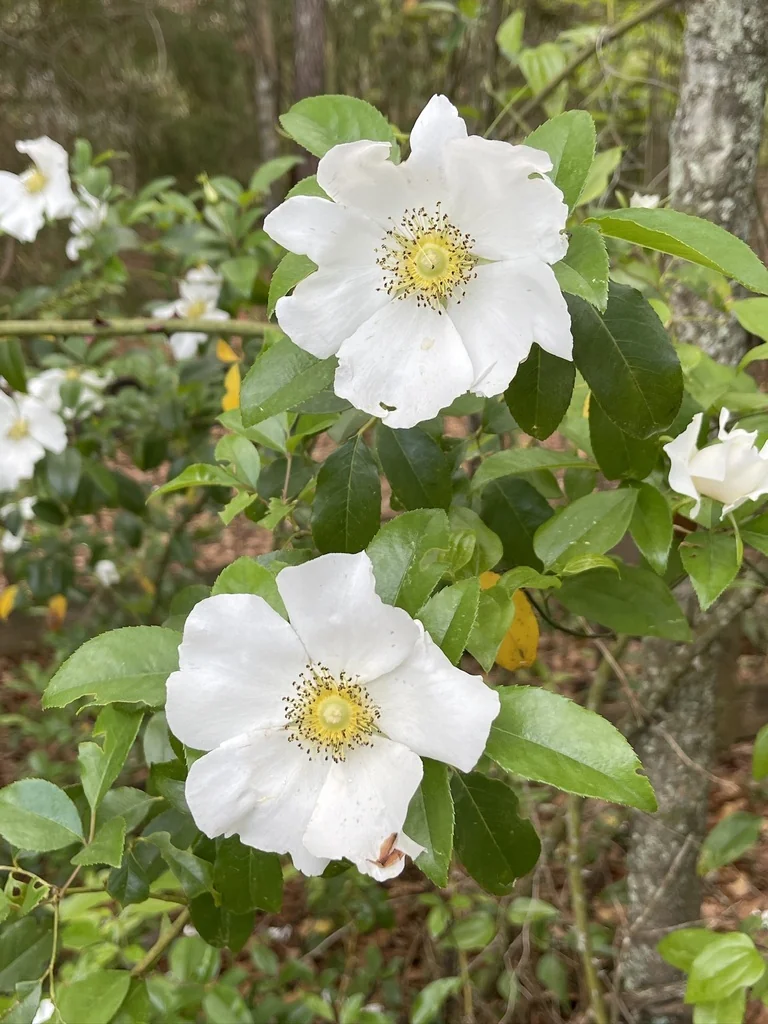 Rosa Laevigata