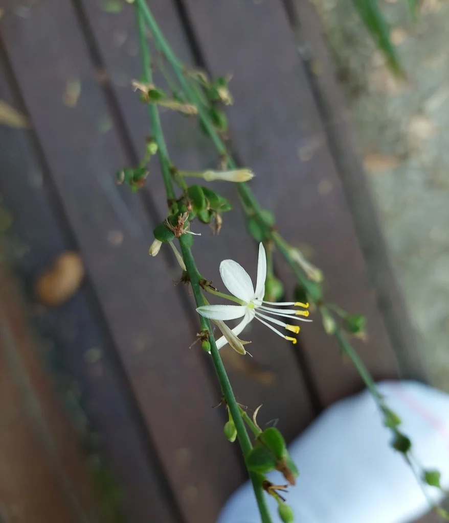 Chlorophytum comosum