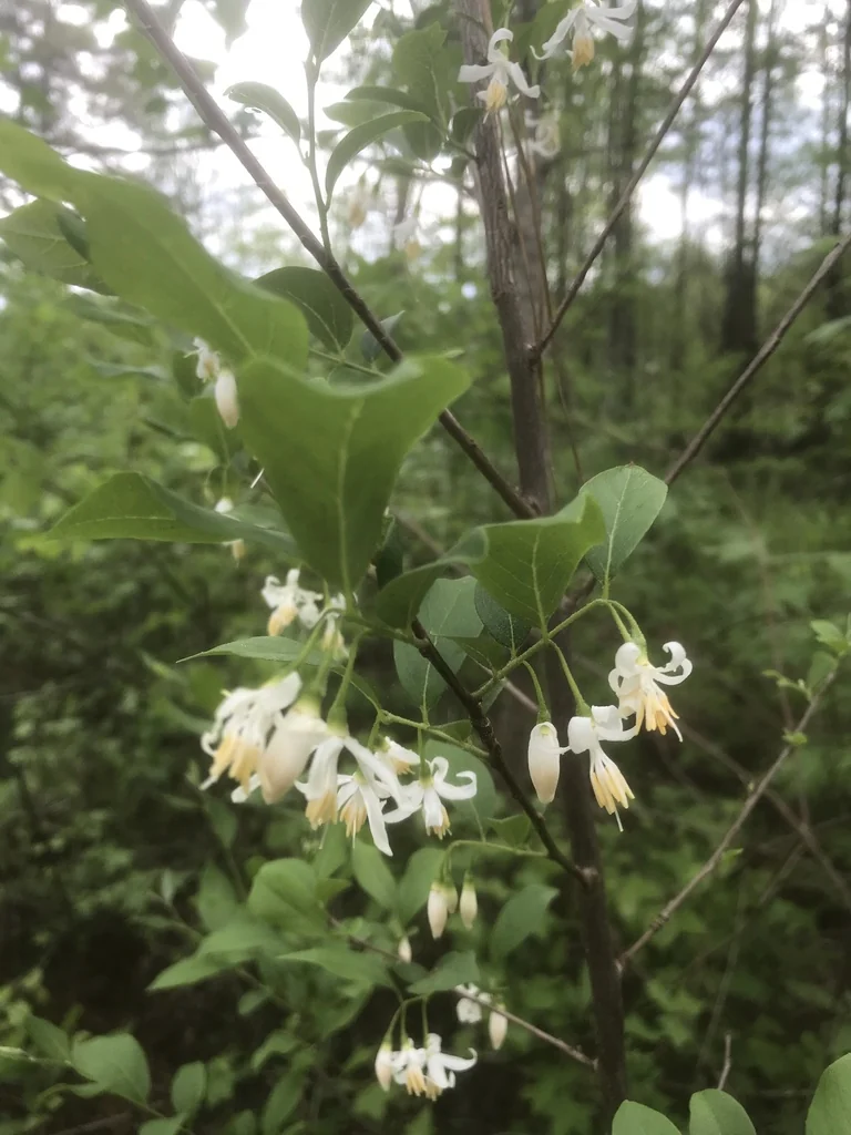 Styrax Americanus