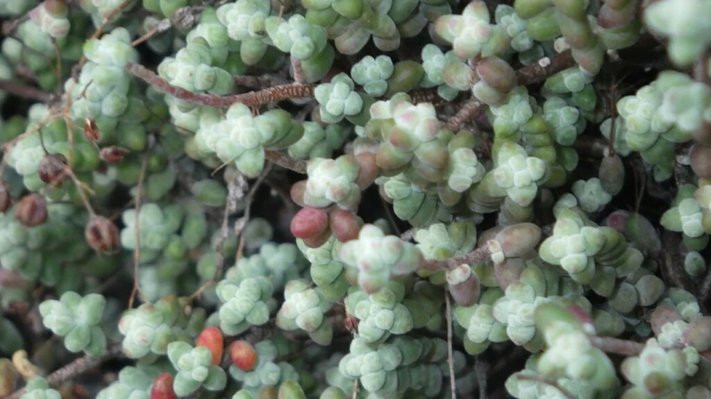 Sedum Brevifolium