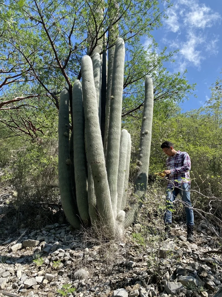 Cephalocereus Senilis