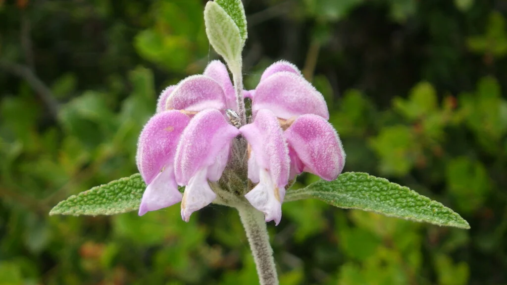 Phlomis Purpurea