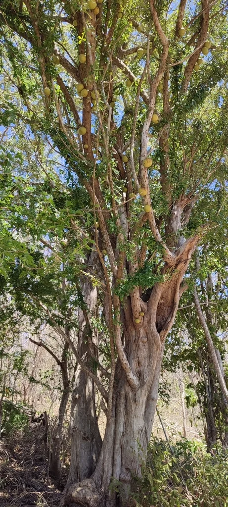 Crescentia Alata