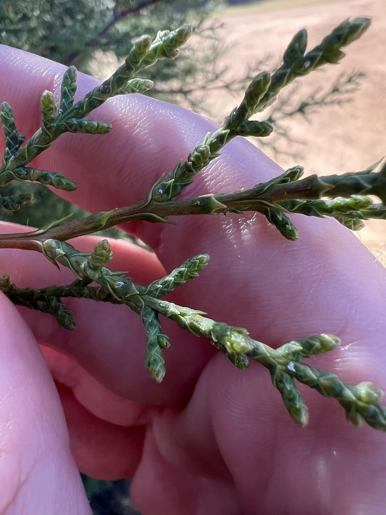 Hesperocyparis Forbesii