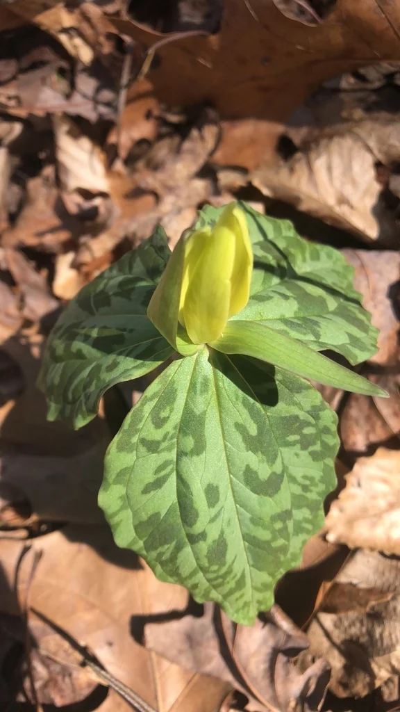 Trillium Luteum