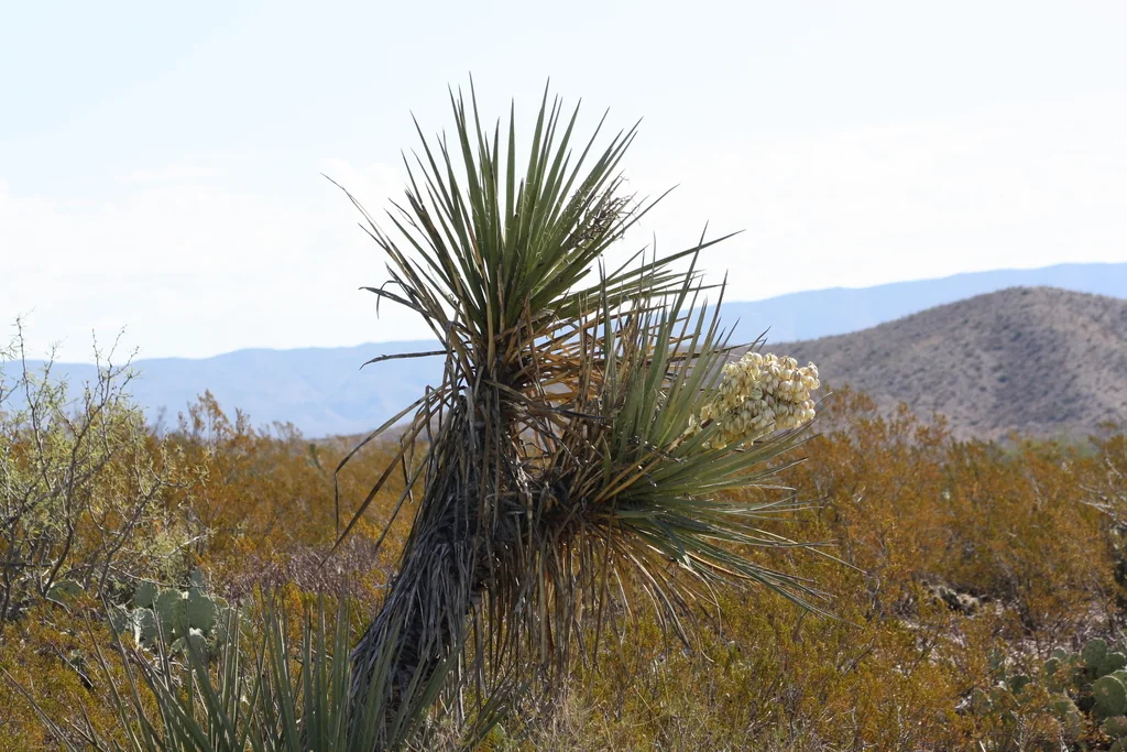 Yucca Torreyi