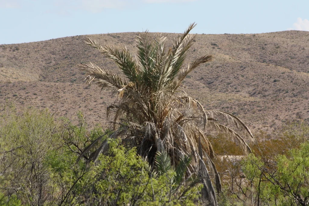 Phoenix Dactylifera