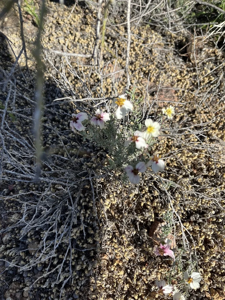 Zinnia Acerosa