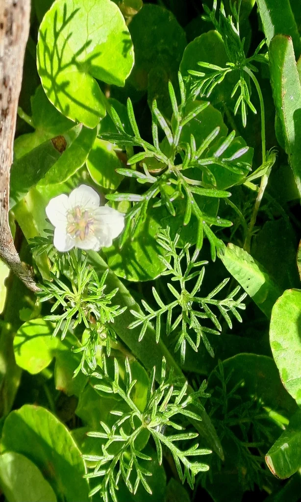Geranium Incanum