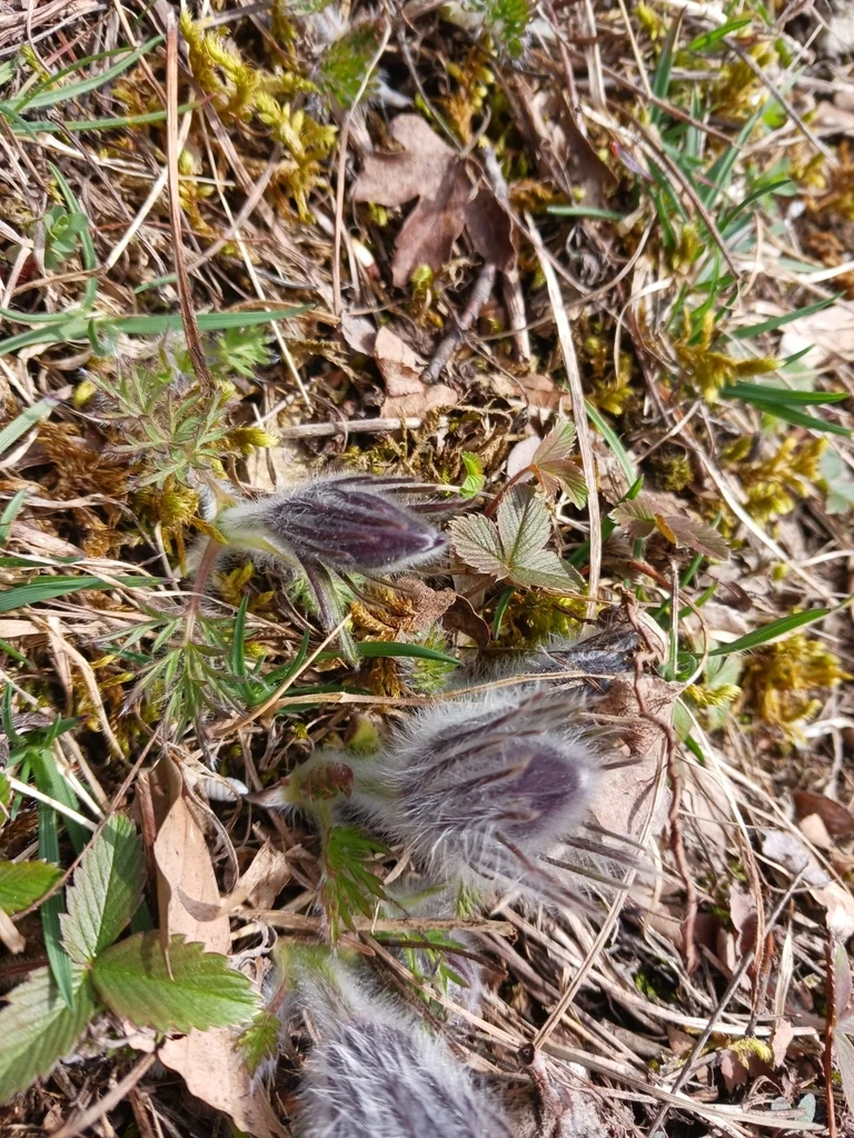 Pulsatilla Vulgaris