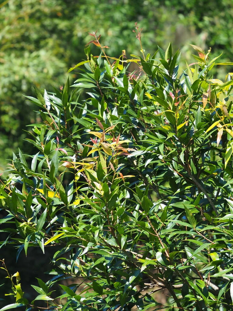 Syzygium Jambos