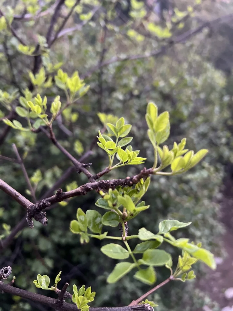 Fraxinus Dipetala