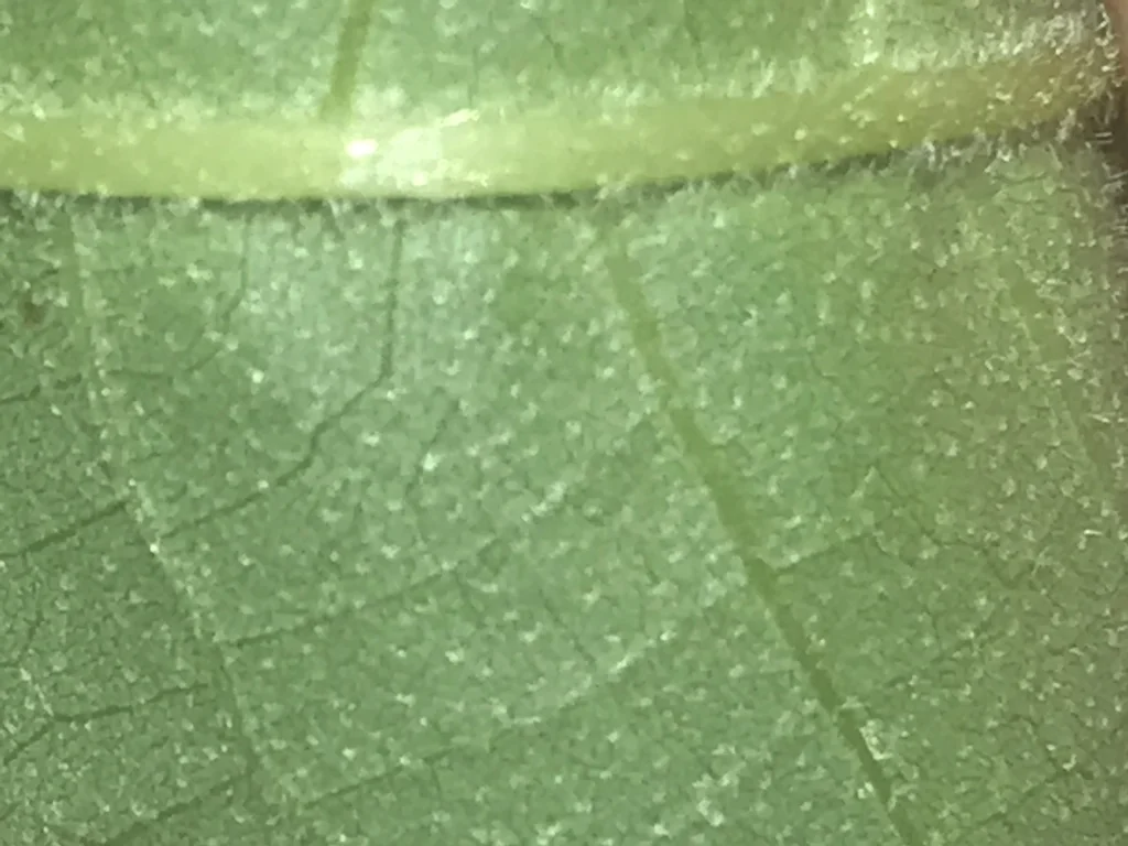 Carya Pallida