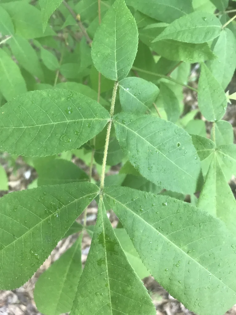 Carya Pallida
