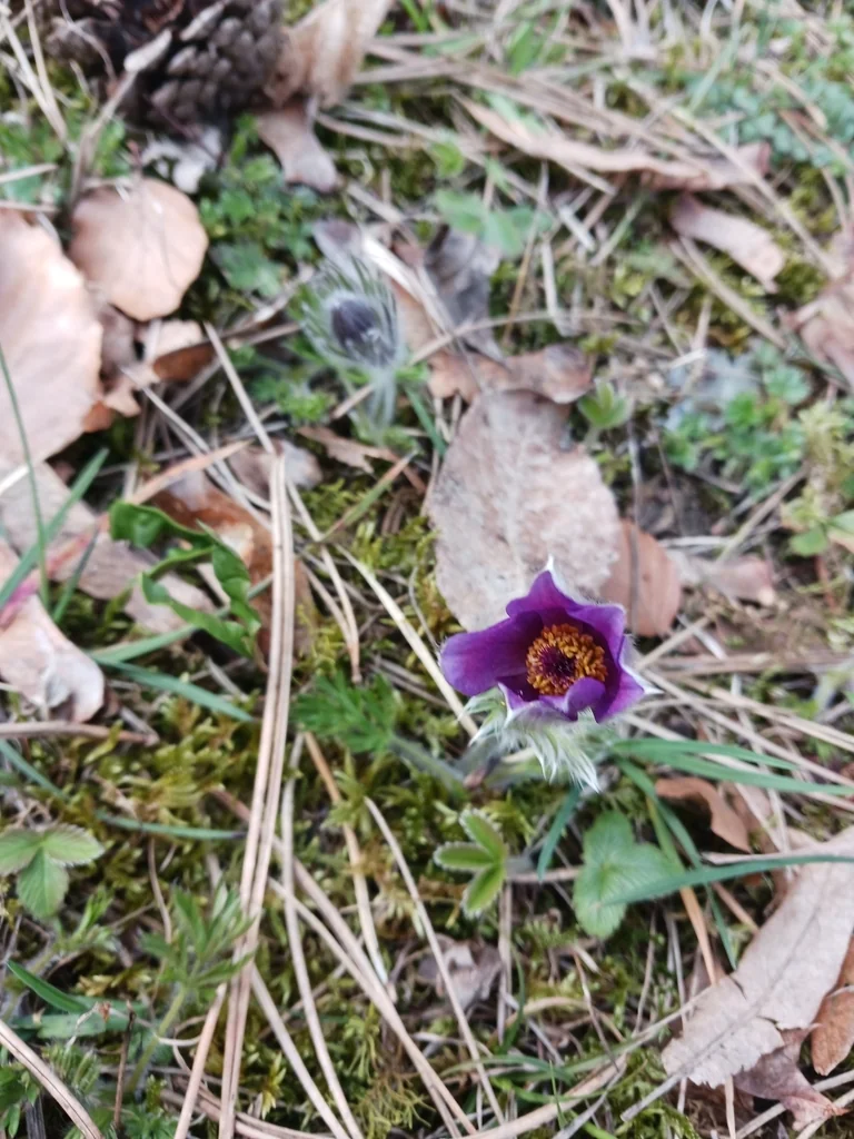 Pulsatilla Vulgaris