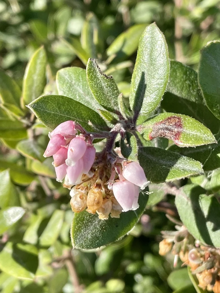 Arctostaphylos Tomentosa