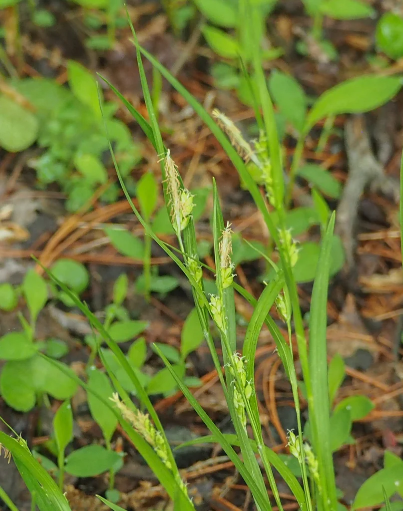 Carex Amphibola