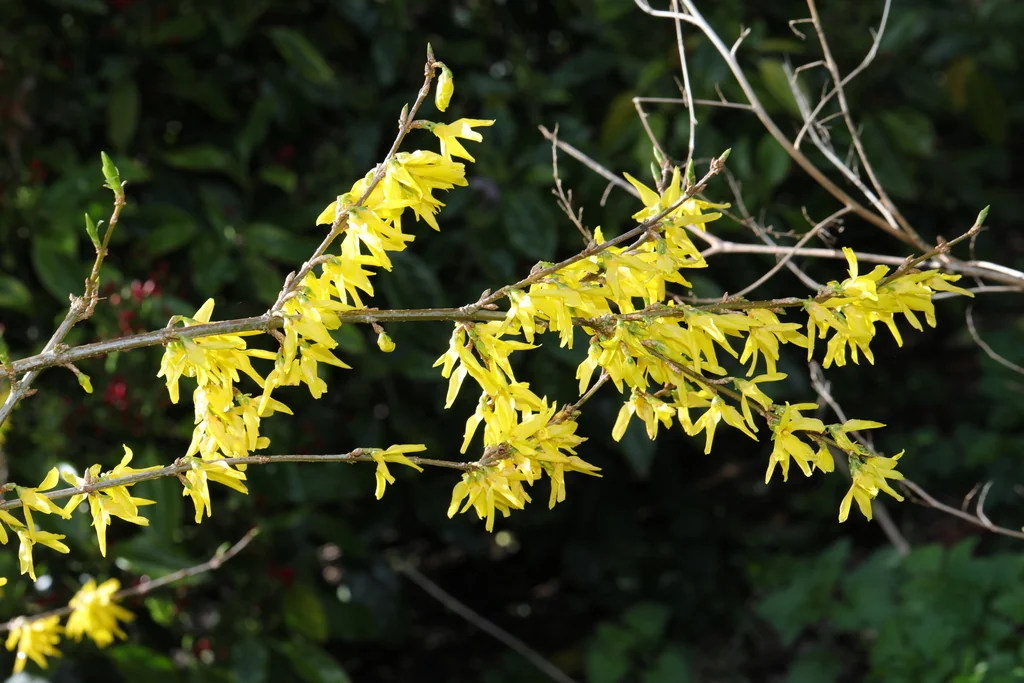 Forsythia x intermedia
