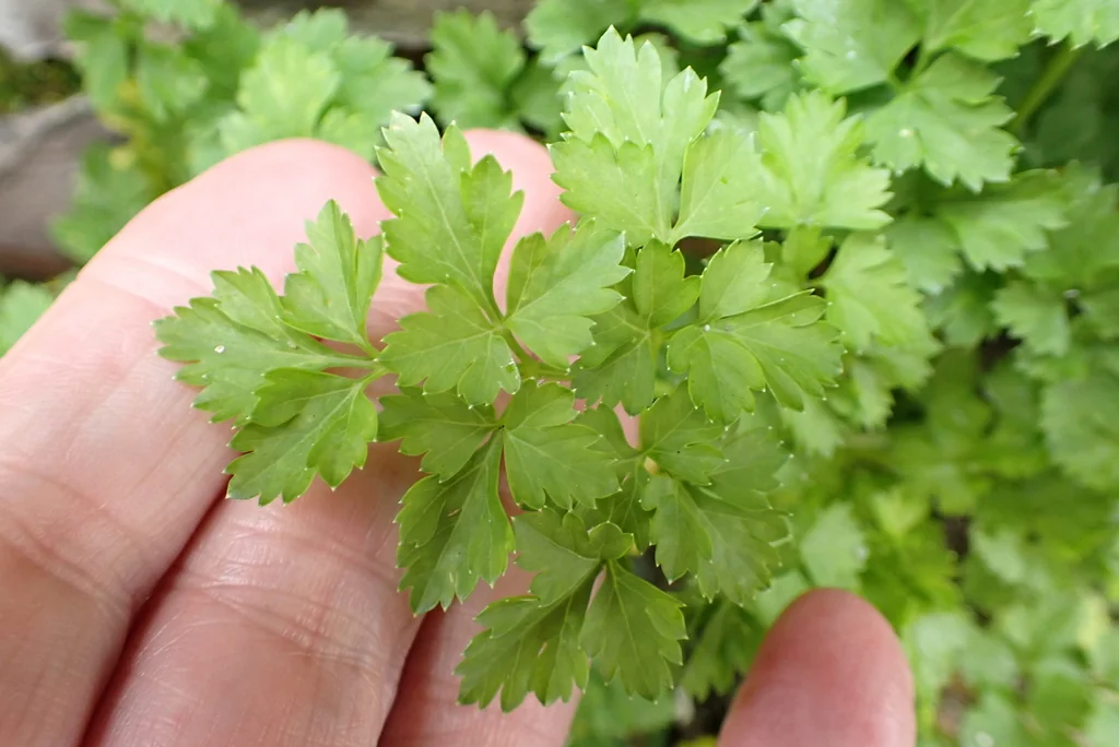 Petroselinum Crispum