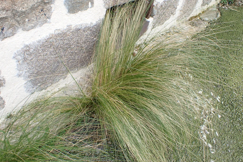 Nassella Tenuissima