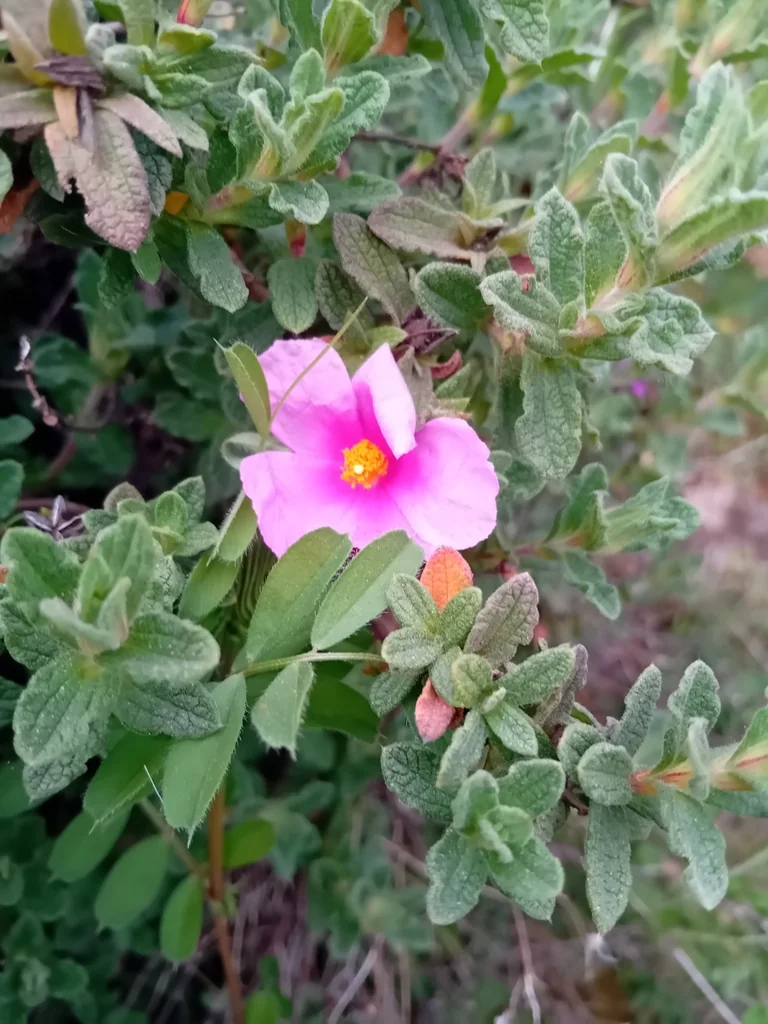 Cistus Crispus