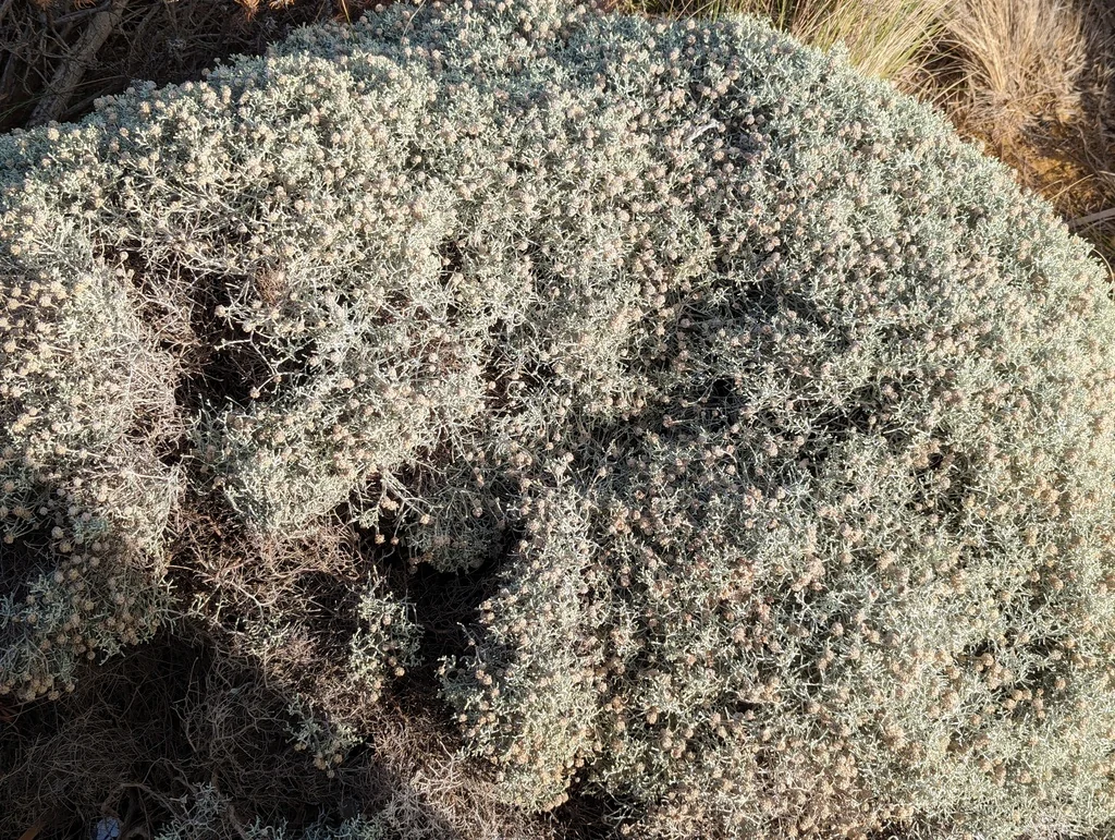 Calocephalus Brownii