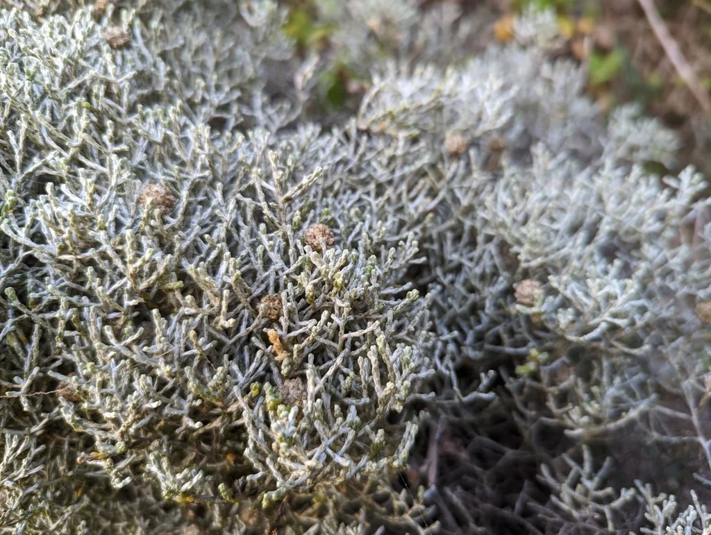 Calocephalus Brownii