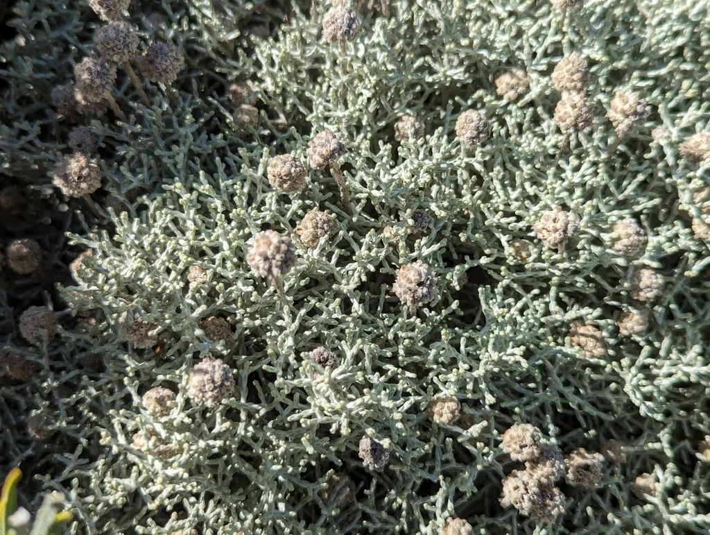 Calocephalus Brownii