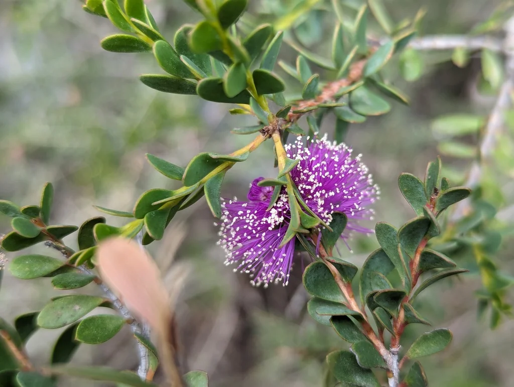 Melaleuca Nesophila
