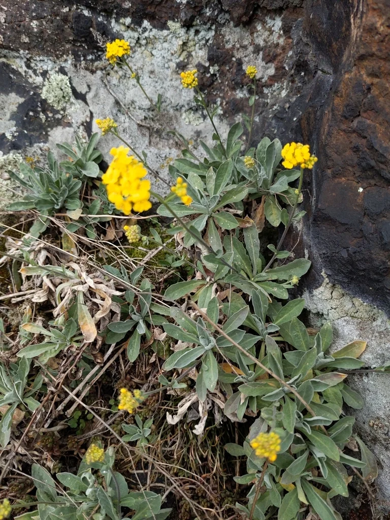 Aurinia Saxatilis