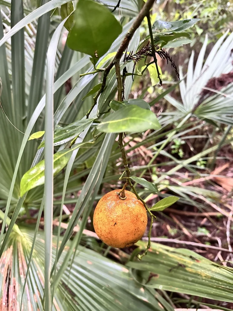 Citrus Aurantium