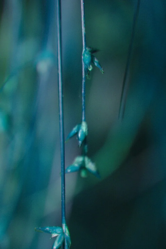 Carex Radiata