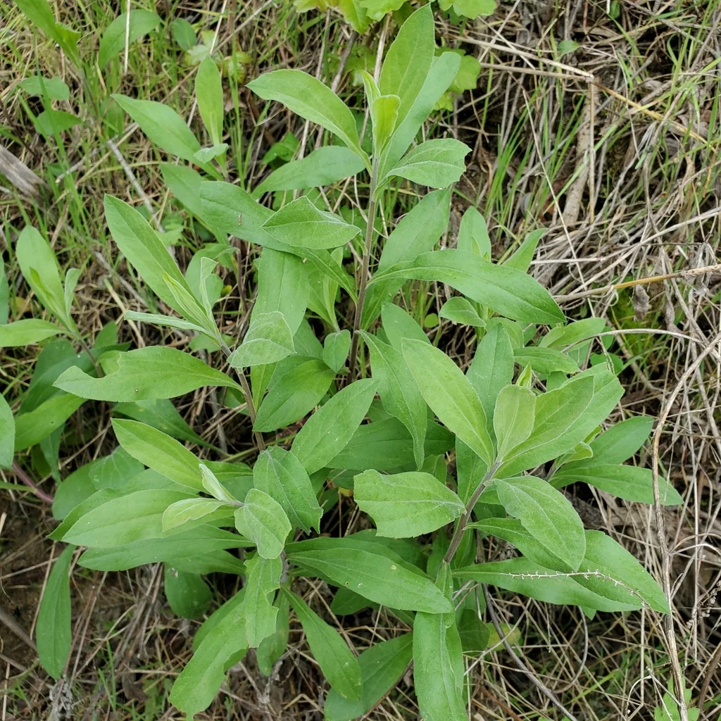 Solidago Californica