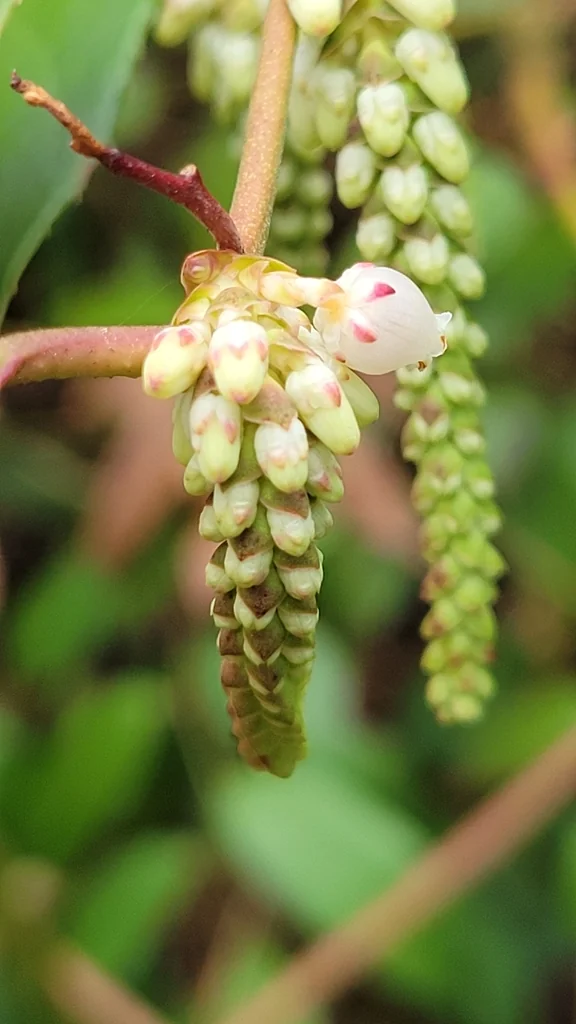 Leucothoe Fontanesiana