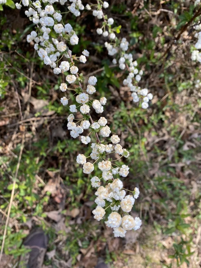 Spiraea Prunifolia