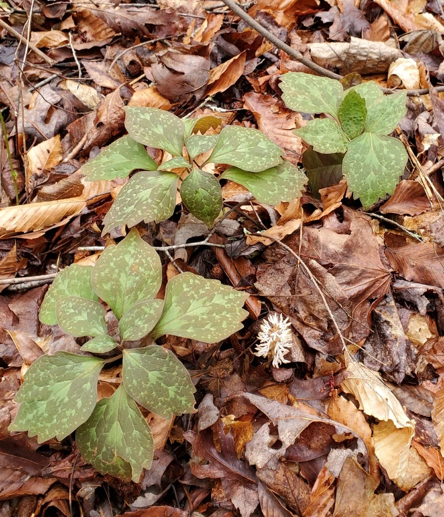 Pachysandra Procumbens