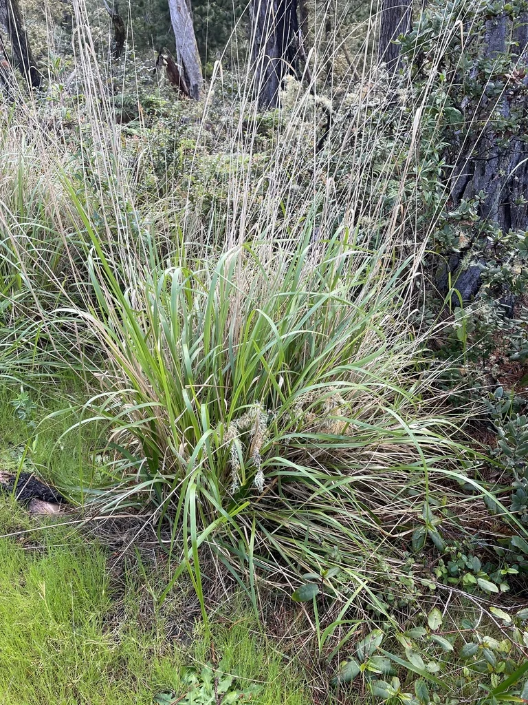 Calamagrostis Nutkaensis
