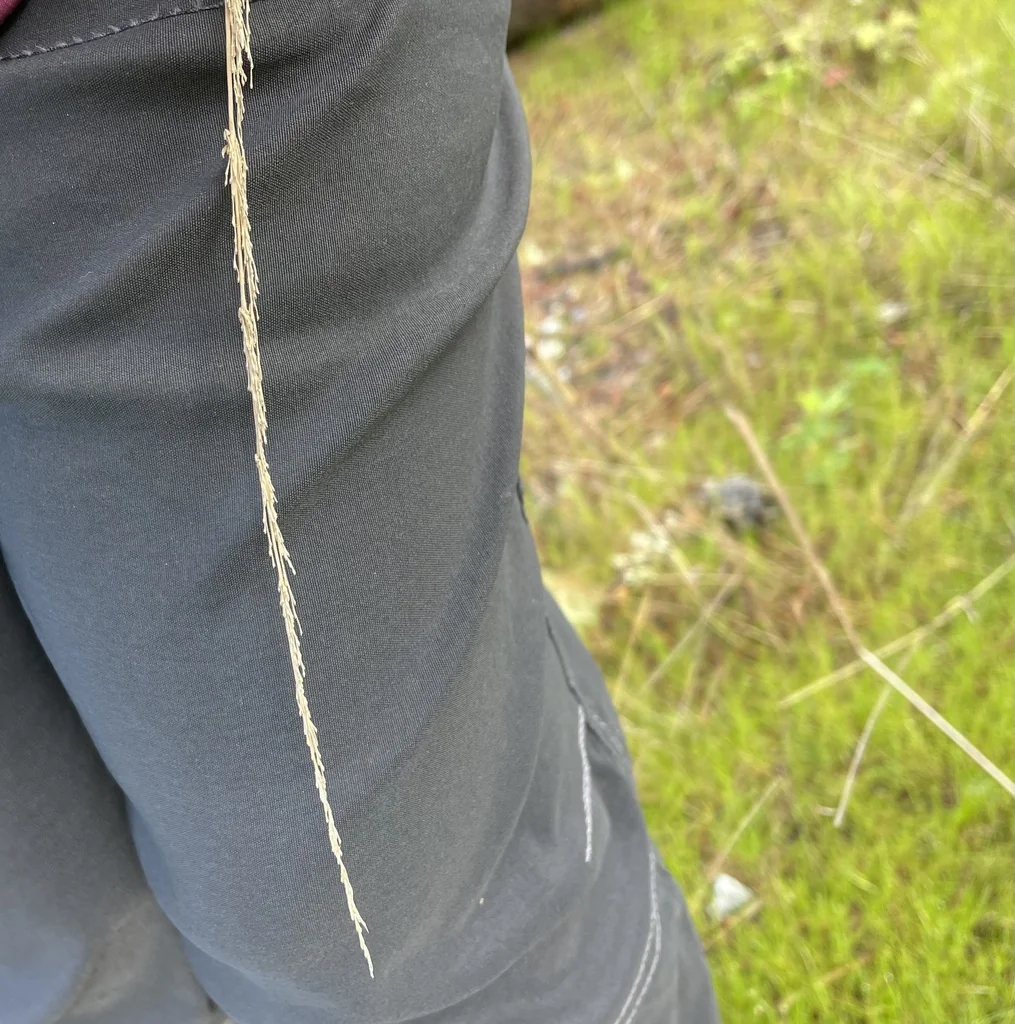 Calamagrostis Nutkaensis