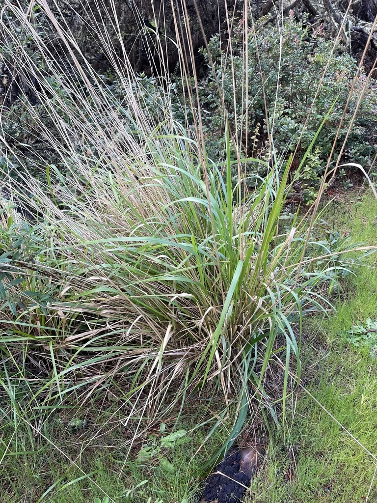 Calamagrostis Nutkaensis