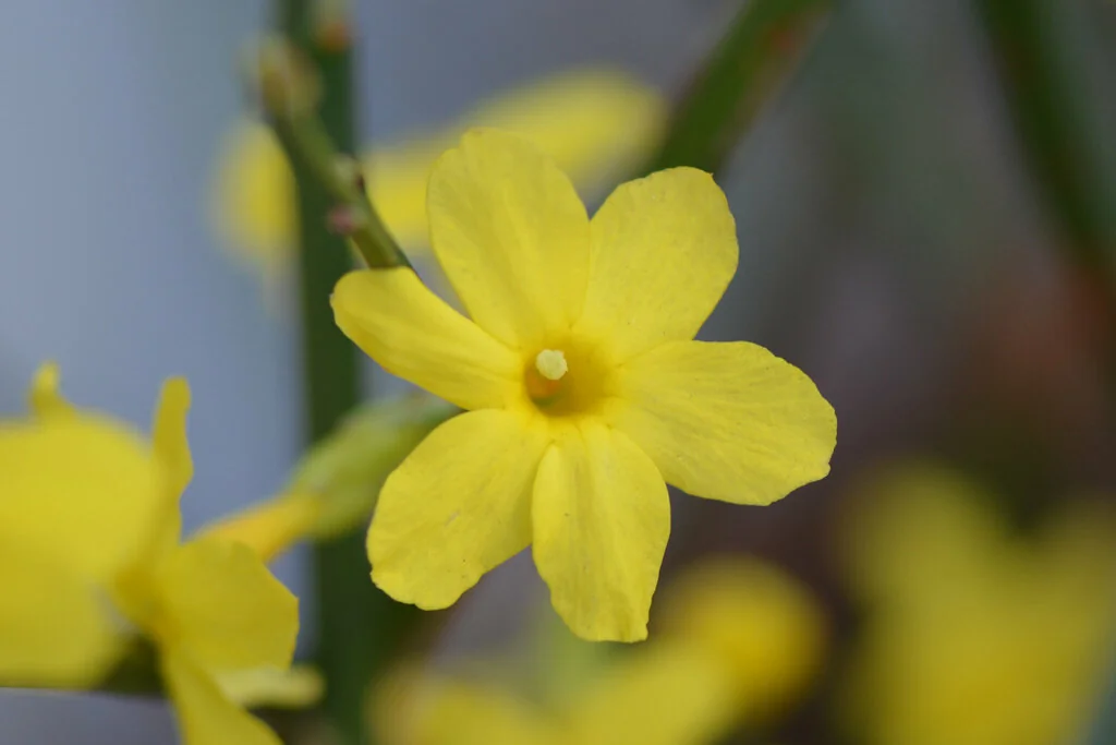 Jasminum Nudiflorum