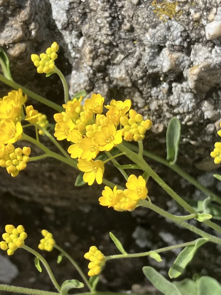 Aurinia Saxatilis