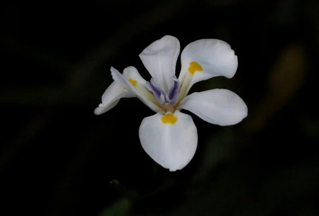 Dietes Grandiflora