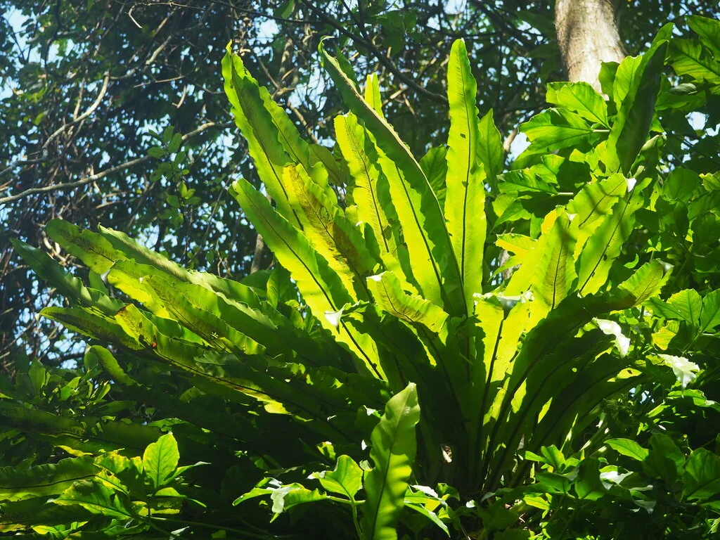 Asplenium Nidus
