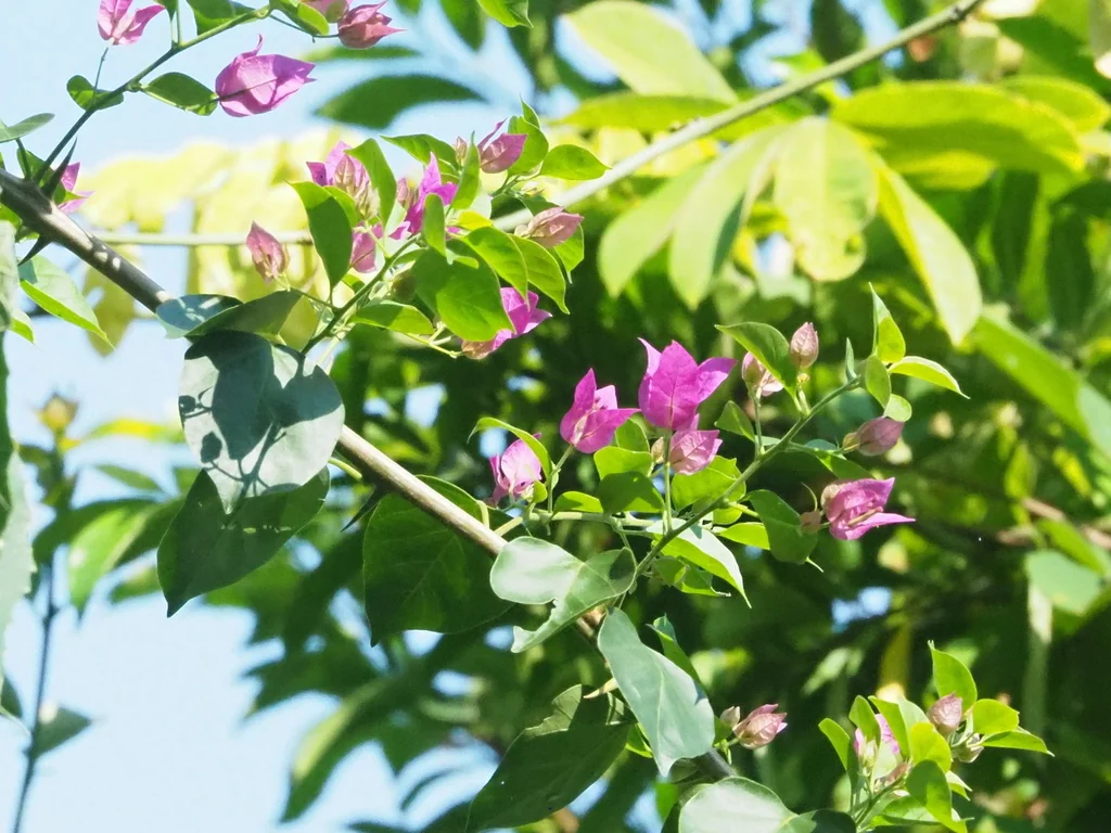Bougainvillea Spectabilis