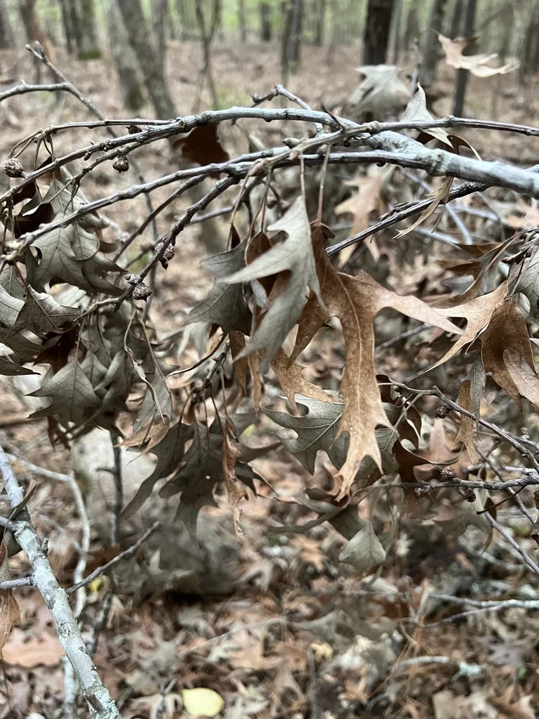 Quercus Pagoda