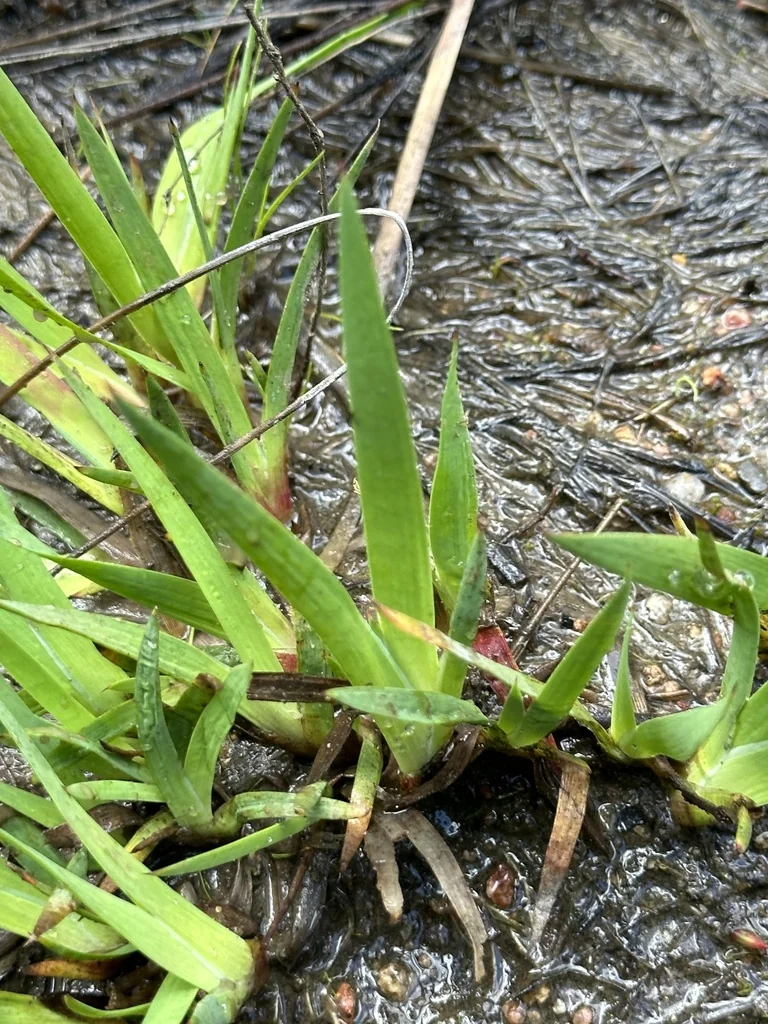 Juncus Xiphioides