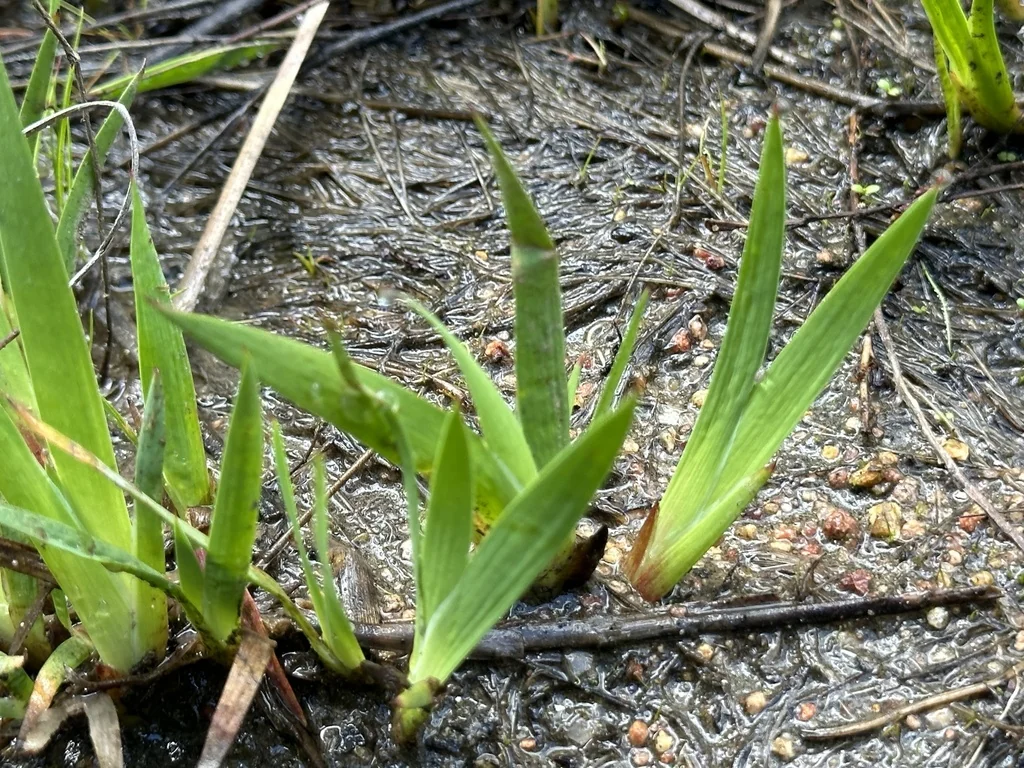 Juncus Xiphioides